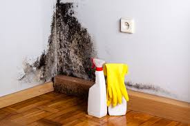 Why You Should Choose Our Mold Remediation Services in Artondale, WA